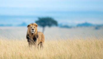 Masai Mara Park